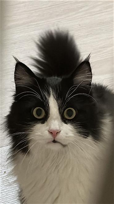 Отдам даром кошку: Мальчик, Приучена к лотку — 1