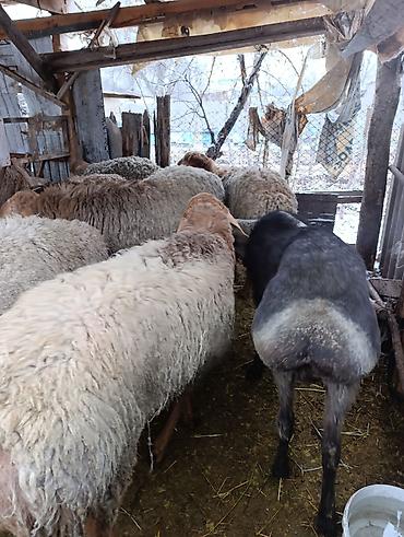 Баран, овца: Продаю | Овца (самка) | Для разведения | Матка — 9