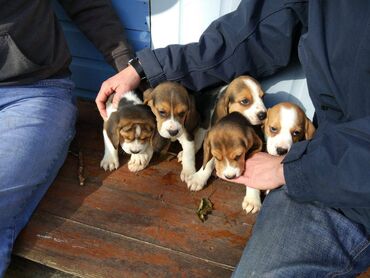 Άλλα: Διατίθενται χαριτωμένα κουτάβια Beagle Πολύ φιλικά, εξερχόμενα