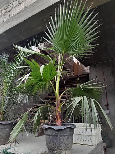 Другие товары для дома: Palma razılaşma yolu ilə satılır — 1