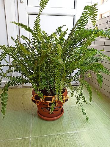 ciledagi bitkisi: Dekorativ qızılbağ ferni (Nephrolepis exaltata) – bənzərsiz dizaynlı — 1