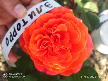 Şitillər: Məhsul: Bağ bitkiləri və meyvə fidanları seçimi - Hibiskus (Rose of — 53