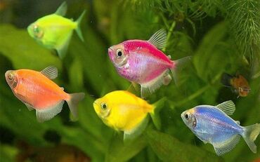 аквариум без рыб: Glofish, Sülhsevər