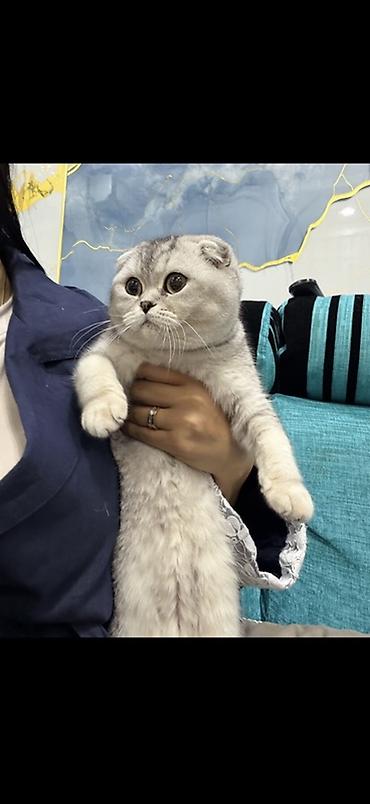 коты белый: Шотландская вислоухая кошка (Scottish Fold) Забирать в Оше Продаю в — 1