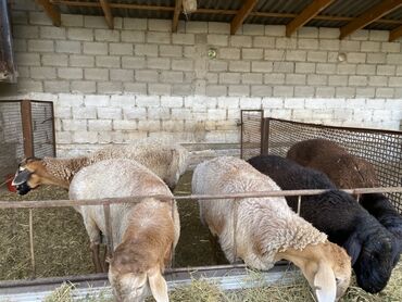 в связи с переездом отдам попугая жако в добрые руки: Сатам | Кочкор (эркек)