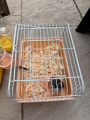 it bazarı bakı: 2 xamyak 2 qefes cixdi satisa 1 disi 1 erkek real alicilar narahat — 3