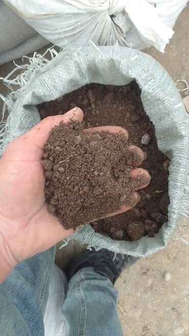 Şitillər: Qazon satışı enli yarpaq danimarka toxumuyla əkilmə qazon satışını -da lalafo.az — 20 Şitillər: Qazon satışı enli yarpaq danimarka toxumuyla əkilmə qazon satışını — 20