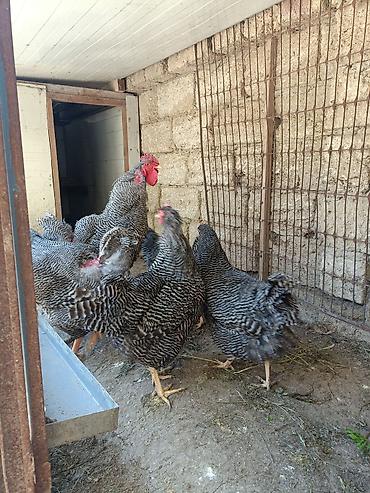 Toyuqlar: Barred Rock Plymouth. 3-fərə 3-xoruz 1il5 aylıqdılar təmiz qan sağlam — 1