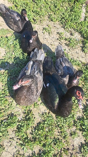 Ördəklər: Erkək, Ətlik, Pulsuz çatdırılma — 5