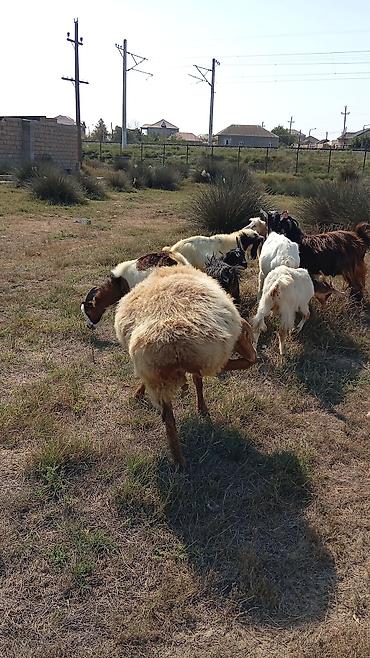 qoyun derisi: Dişi, il: 2, 60 kq, Damazlıq, Ünvandan götürmə — 7