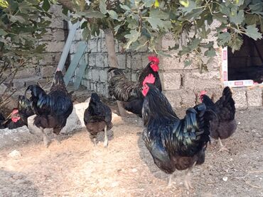 Toyuqlar: Təzə Alman Avstralorp Yumurtaları – Cavan və Sağlam! Yumurtalar -da lalafo.az — 4 Toyuqlar: Təzə Alman Avstralorp Yumurtaları – Cavan və Sağlam! Yumurtalar — 4