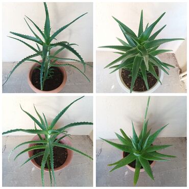 dekorativ bitkilər: Aloe vera.10.15.20 m