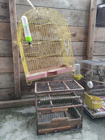 Tutuquşları: Qəfəs quslar — 8