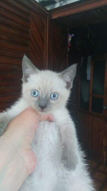 сиамская кошка сколько стоит: Сиамская, 2 месяца, Мальчик, Биколор, Проглистована