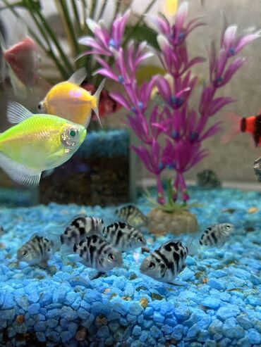 рыбы в аквариуме: К продаже красавцы пандочки- попугаи подростки возраст 2-2.5 месяца!