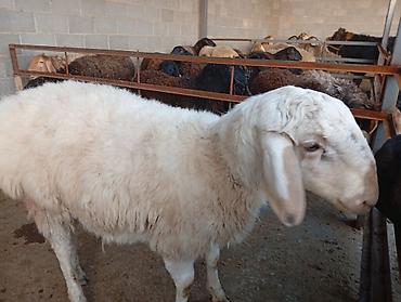 Баран, овца: Продаю | Баран (самец) | Арашан | Для разведения | Ярка — 3