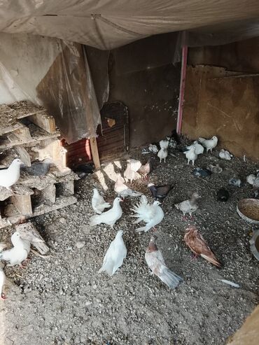 Müxtəlif rənglərə malik, bəzi fərdləri bəzəkli quyruq lələkləri olan