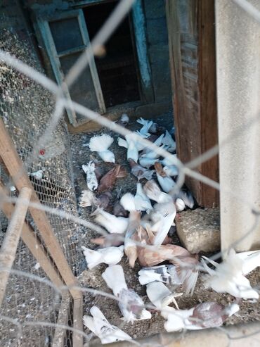 Göyərçinlər: Məhsul: Ev quşları üçün müxtəlif cins və rəngdə göyərçin sürüsü kom200 — 2