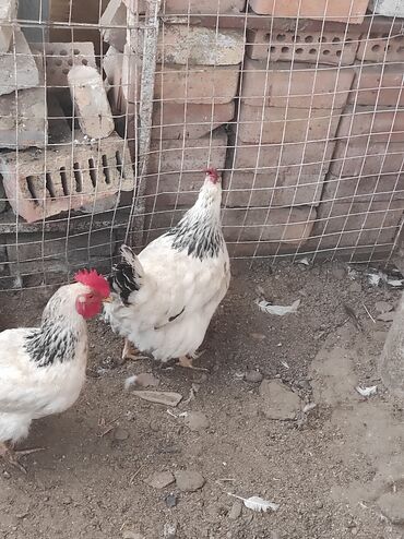 Куры, петухи: Продаю | Куры, Петух — 10