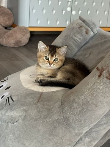 кошки в хорошие руки: Şinşilla, Erkək, Yaxşı əllərə, Ünvandan götürmə