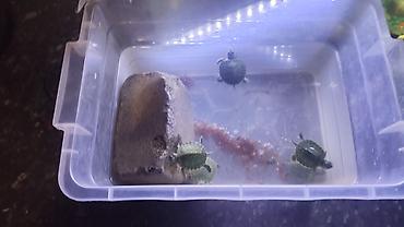 волер: Молодые водные черепашки - Вид: декоративные водные черепашки — 3