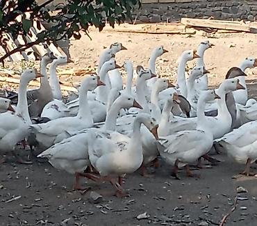 kend colpası: Satlıq qaz sürüsü qaz sürüsü kök qardalı ilə baxılmış 50 ədəddir — 2