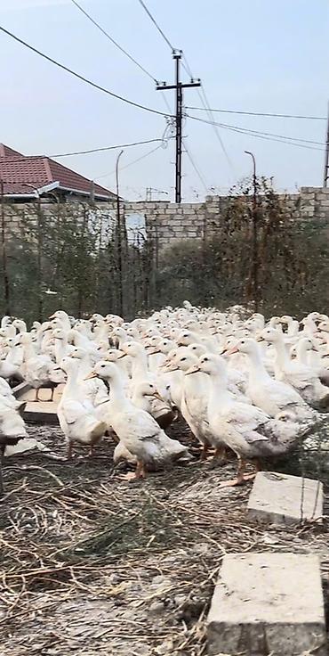 qus vuran: Ağ ördəklər – iri partiya - Növ: ağ ev ördəyi (ətlik yönümlü) - Say — 6