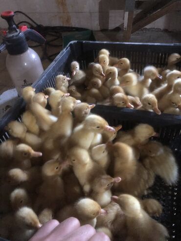 ağ pişik satışı: Ördey cüce satşi buyara bilerszi her növ var satişda elaqe