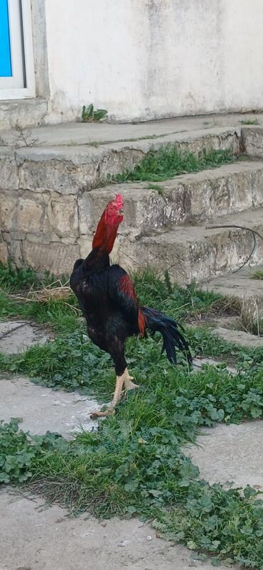 Xoruzlar: Xoruz, Heyratı, il: <1, Ödənişli çatdırılma — 5