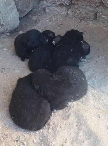 sobaki haski shhenki: Xaski, 1 ay, Erkek, Ünvandan götürmə