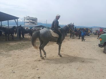 лошадь кыргызстан: Продаю |