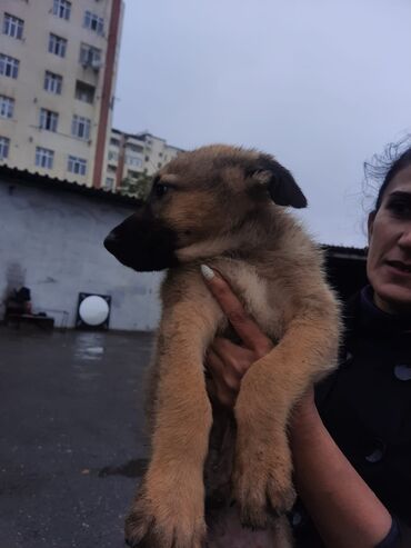 it adlari erkek azeri: Alman çoban iti, 3 ay, Erkek, Pulsuz çatdırılma