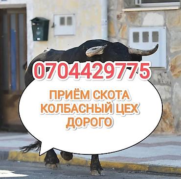кой бишкек: Жеке жак : Уйлар, букалар, Жылкылар, аттар, | Союлган, Бардык шартта, Күнү-түнү — 1