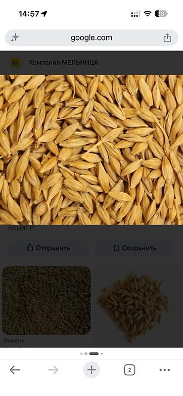 кукуруза покупка: Ячмень (зерно в шелухе) - кормовой ячмень - Фракция: цельное зерно в — 1