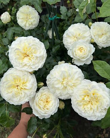 Роза: Садовые розы (кустарниковые/чайно-гибридные, крупноцветковые — 2