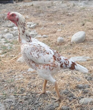 K/t heyvanları və malları: Xaiş edirəm elanı diqqətlə oxuyun. Mənə bu rəngdə fərə lazımdı