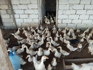 Digər kənd təsərrüfatı heyvanları: Kuban ördeklerdi yem çatdıra bilmirəm deyə satram