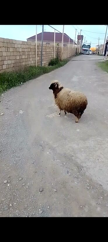 at heyvan: Dişi, il: 2, Ətlik