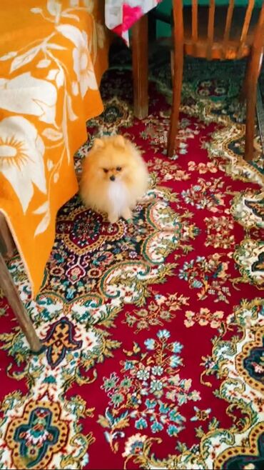 İtlər: Şpitz — 12