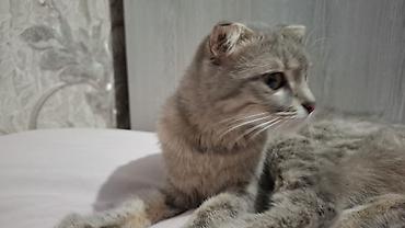 Pişiklər: Britain Şotland Bala Pişikler Satılır! 5 denedir 1ay 10gunluy — 19