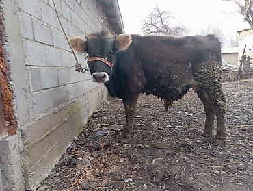 Баран, овца: Продаю | Овца (самка) | На забой — 7