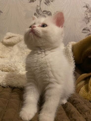 Pişiklər: Dişi, Ödənişli çatdırılma — 5