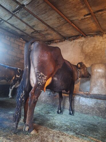 cins inekler azerbaycanda: Dişi, il: 3, 700 kq, Südlük
