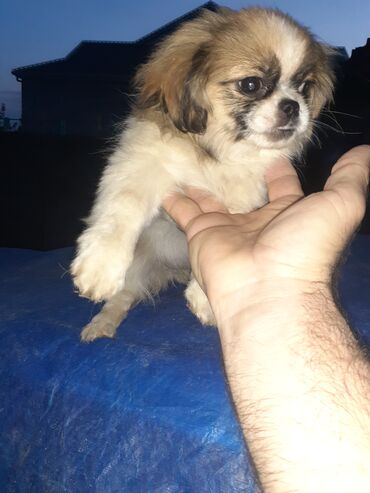 İtlər: Pekines, 2 ay, Dişi, Ödənişli çatdırılma — 4