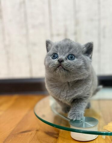 Pişiklər: Şotland yastı qulaq — 9