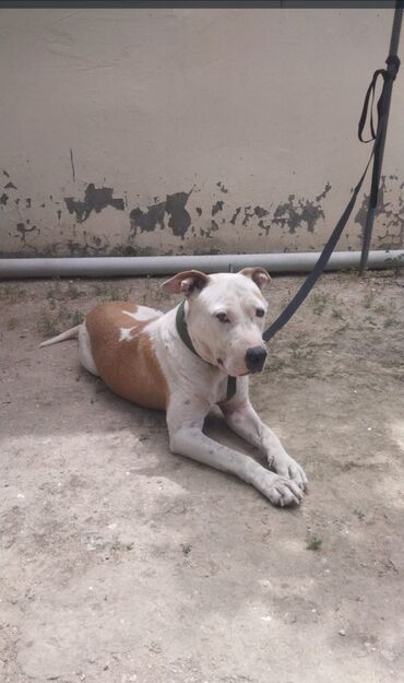it tasma: Pitbul, 2 il, Dişi, Peyvəndli, Pulsuz çatdırılma, Ödənişli çatdırılma