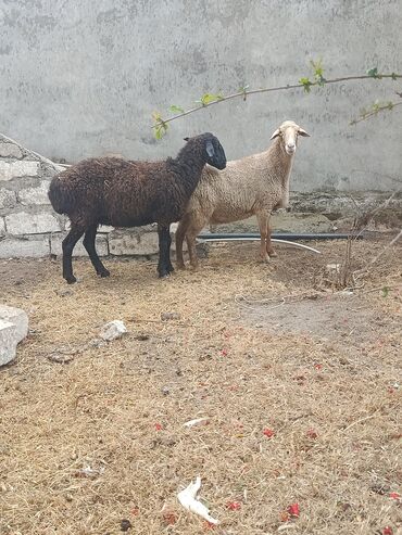 Qoyunlar, qoçlar: Dişi, il: 1, 50 kq, Damazlıq, Ödənişli çatdırılma