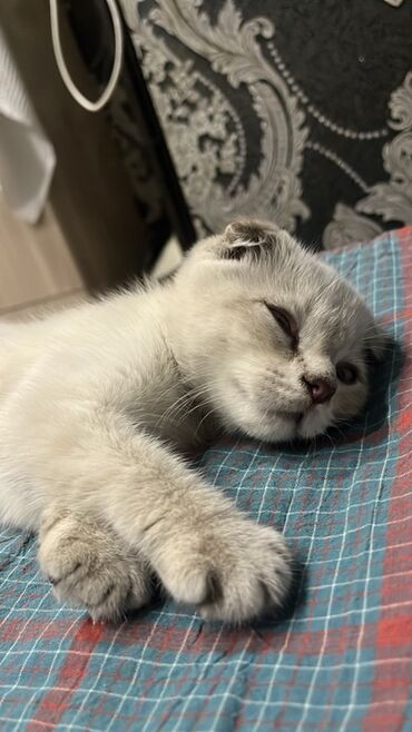 купить лоток для кошки: Скотиш Фолд (Шотландиялык шалпаң кулак), 2 айлык, Эркек, Ак, Лотокко барууга үйрөтүлгөн