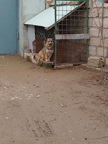 İtlər: Məhsul: İt (kiçik/orta ölçülü) Təsvir: - Fotoşəkillərdə olan sadiq və — 9