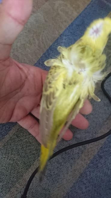 Tutuquşları: Yaponic cütü 70 azn — 6